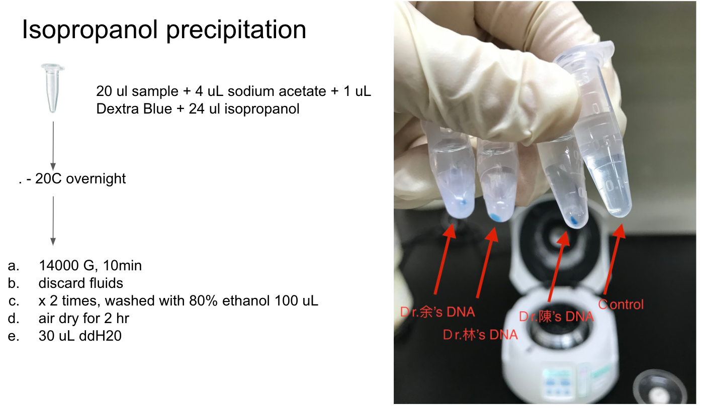 Precipitation DNA